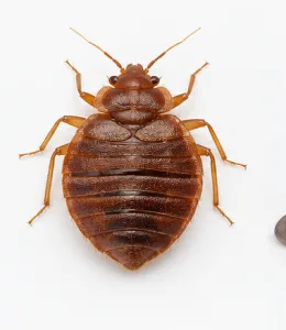 Bed bugs