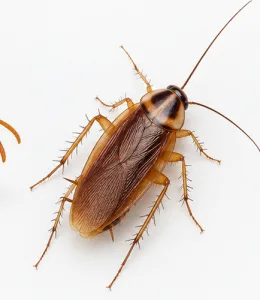 Cockroaches
